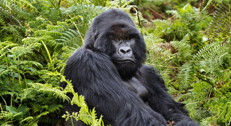 Ruanda Vulcanos Nationalpark Gorilla Männchen Visit Rwanda Terborg